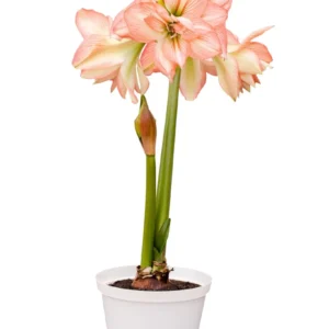 Amaryllis Zombie Bulb - Watermelon Pink & White Double Sonata, 22/24 Bulb Size - Image 3