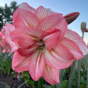 Amaryllis Zombie Bulb - Watermelon Pink & White Double Sonata, 22/24 Bulb Size - Image 4