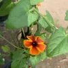Amber Stripes Thunbergia Alata Vine Live Plant - 6 inch Pot, 2 ft Tall, Outdoor - Image 1