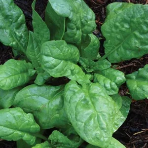 America Spinach Seeds - Non-GMO, Heat Tolerant, Smooth Leaf Vegetable Seeds - Image 1