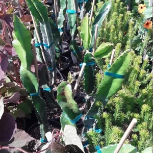 American Beauty Dragon Fruit Live Plant - 1 Ft Tall - 6