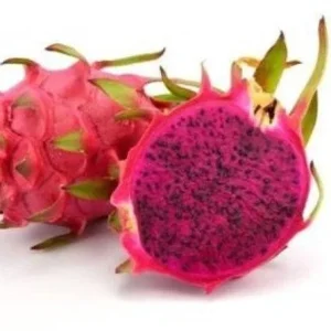 American Beauty Dragon Fruit Live Plant - 1 Ft Tall - 6