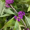 American Beautyberry (Callicarpa Americana) Bare Root Plant - 2 Pack - Image 1