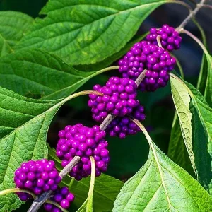 American Beautyberry Live Plant - Callicarpa americana - 4 inch Pot - Image 3