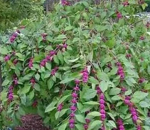 American Beautyberry Live Plant - Callicarpa americana - 4 inch Pot - Image 4