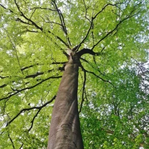 American Beech Live Plant – Quart Pot – Majestic Deciduous Tree – USDA Zones 4-9 - Image 2