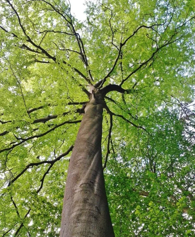 American Beech Live Plant – Quart Pot – Majestic Deciduous Tree – USDA Zones 4-9 - Image 2