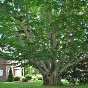 American Beech Live Plant – Quart Pot – Majestic Deciduous Tree – USDA Zones 4-9 - Image 3