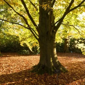 American Beech Live Plant – Quart Pot – Majestic Deciduous Tree – USDA Zones 4-9 - Image 4