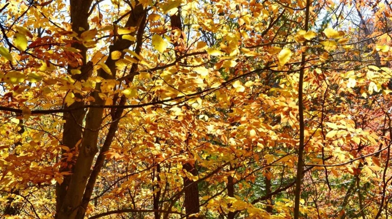 American Beech Live Plant – Quart Pot – Majestic Deciduous Tree – USDA Zones 4-9 - Image 5