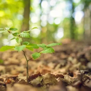 American Beech Live Plant – Quart Pot – Majestic Deciduous Tree – USDA Zones 4-9 - Image 6