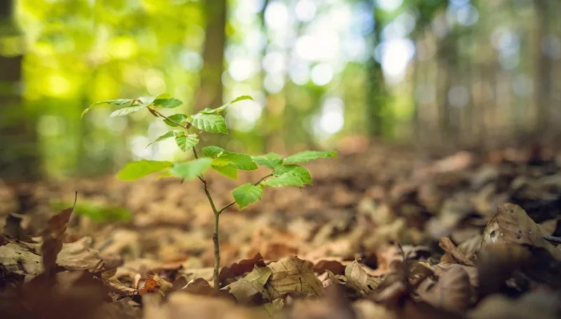 American Beech Live Plant – Quart Pot – Majestic Deciduous Tree – USDA Zones 4-9 - Image 6