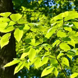 American Beech Live Plant – Quart Pot – Majestic Deciduous Tree – USDA Zones 4-9 - Image 8