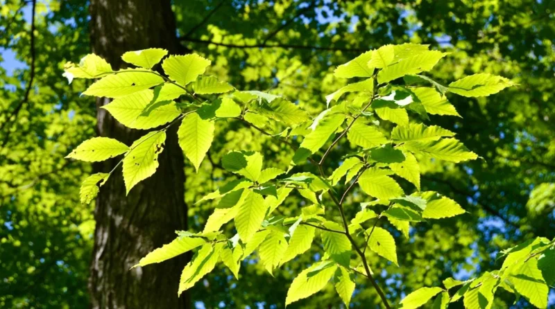 American Beech Live Plant – Quart Pot – Majestic Deciduous Tree – USDA Zones 4-9 - Image 8
