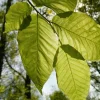 American Beech Live Plant – Quart Pot – Majestic Deciduous Tree – USDA Zones 4-9 - Image 1