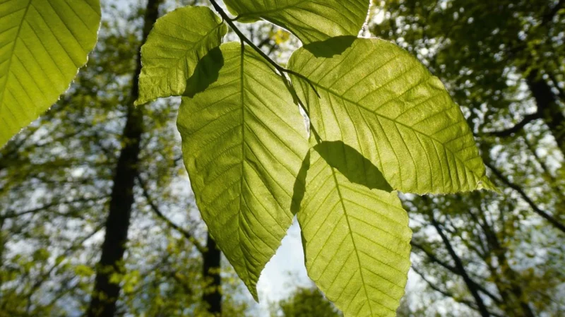 American Beech Live Plant – Quart Pot – Majestic Deciduous Tree – USDA Zones 4-9 - Image 1