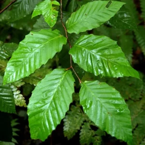 American Beech Live Tree - Fagus grandifolia - Quart Pot - Outdoor Deciduous - Image 2