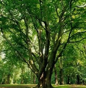 American Beech Live Tree - Fagus grandifolia - Quart Pot - Outdoor Deciduous - Image 3