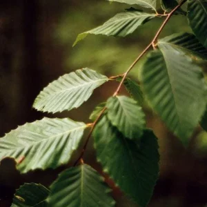 American Beech Tree Bare-root - Fagus Grandifolia - 2 Pack - Image 5