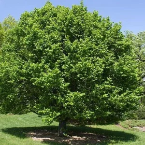 American Beech Tree Bare-root - Fagus Grandifolia - 2 Pack - Image 6
