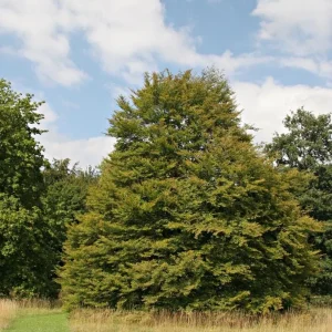 American Beech Tree Bare-root - Fagus Grandifolia - 2 Pack - Image 7