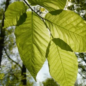 American Beech Tree Live Plant – Native Shade Tree – 6–12