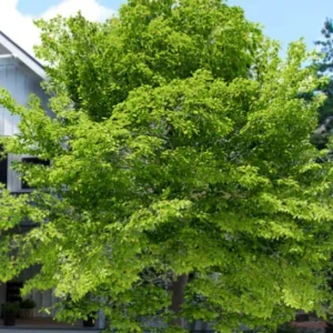 American Beech Tree Live Plant – Native Shade Tree – 6–12