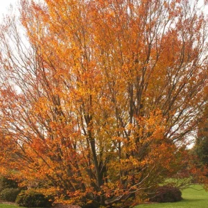 American Beech Tree Live Plant – Native Shade Tree – 6–12