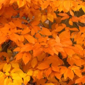 American Beech Tree Live Plant – Native Shade Tree – 6–12