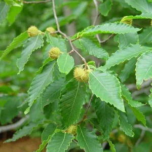 American Beech Tree Live Plant – Native Shade Tree – 6–12