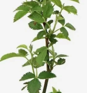 American Blackberry Live Plants - Thornless Variety, 12-14 inch, Potted - Image 2