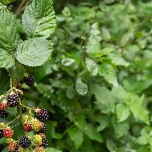 American Blackberry Live Plants - Thornless Variety, 12-14 inch, Potted - Image 3