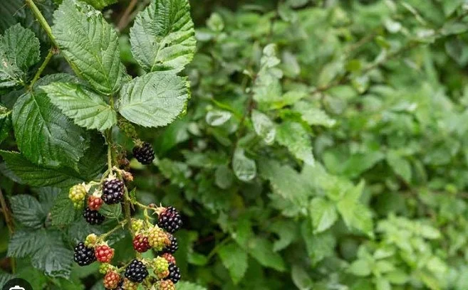 American Blackberry Live Plants - Thornless Variety, 12-14 inch, Potted - Image 3
