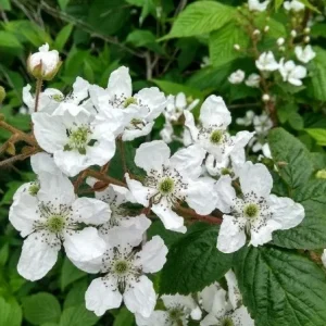 American Blackberry Live Plants - Thornless Variety, 12-14 inch, Potted - Image 4