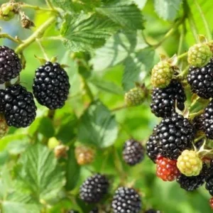 American Blackberry Live Plants - Thornless Variety, 12-14 inch, Potted - Image 1