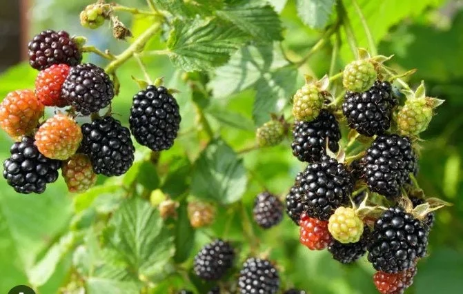 American Blackberry Live Plants - Thornless Variety, 12-14 inch, Potted - Image 1