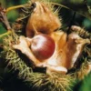 American Chestnut Live Plant - Castanea dentata Seedling - Up to 3 ft Tall - Outdoor - Image 1