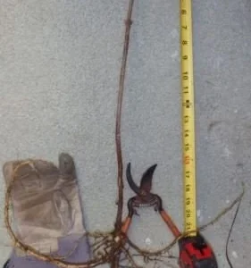 American Elderberry Bareroot Live Plants - Sambucus canadensis - 12-18 inches - Image 3