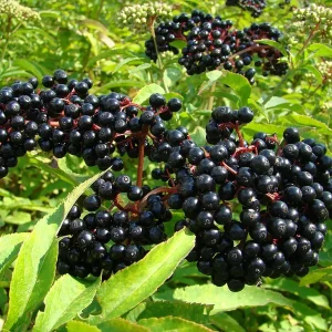 American Elderberry Bareroot Live Plants - Sambucus canadensis - 12-18 inches - Image 1