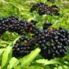 American Elderberry Bareroot Plant - Sambucus canadensis - Cold Hardy - 12-18 inches - Outdoor Shrub - Image 1
