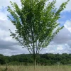 American Elm Tree 5 ft Bare-root Plant - Ulmus americana Shade Tree Outdoor - Image 1