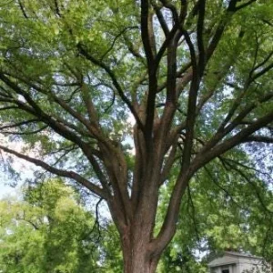 American Elm Tree 5 ft Bare-root Plant - Ulmus americana Shade Tree Outdoor - Image 2