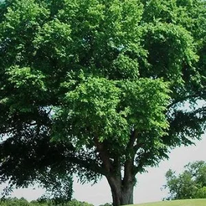 American Elm Tree 5 ft Bare-root Plant - Ulmus americana Shade Tree Outdoor - Image 3