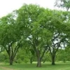 American Elm Tree Live Plant – Hardy Shade Tree – Two 4-12 inch Starter Trees - Image 1