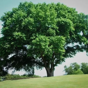 American Elm Tree Live Plant – Quart Pot – Shade Tree – USDA Zones 3-9 - Image 2