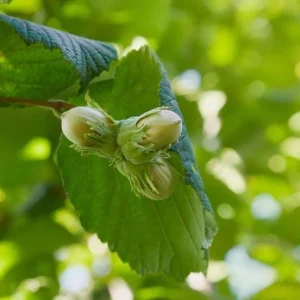 American Hazelnut Seeds - Corylus Avellana Fresh Nuts for Wildlife & Culinary Use - Image 3