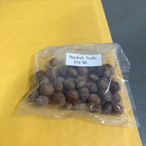 American Hazelnut Seeds - Corylus Avellana Fresh Nuts for Wildlife & Culinary Use - Image 4