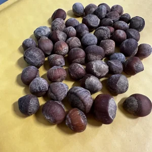 American Hazelnut Seeds - Corylus Avellana Fresh Nuts for Wildlife & Culinary Use - Image 5