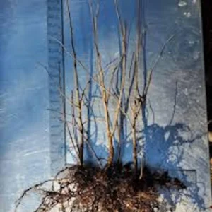 American Hazelnut Tree - 12-24in Tall Native Bare Root Plant - Image 2