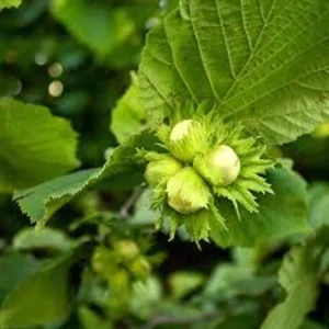 American Hazelnut Tree - 12-24in Tall Native Bare Root Plant - Image 3